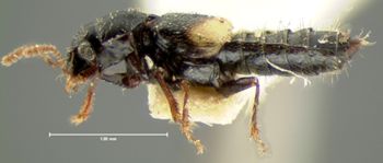 Media type: image;   Entomology 6551 Aspect: habitus lateral view